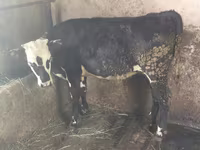 Kuh, Swiss cattle — Foto 3