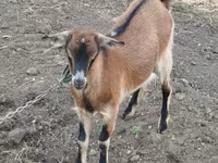 Goat, Goats — photo 5