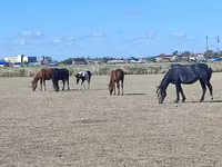घोड़ी, Horse breed — फ़ोटो 1