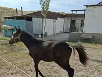 Stute, Kazakh horse — Foto 2