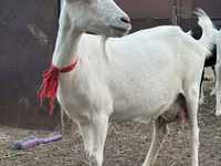 Ziege, Saanen goat — Foto 1