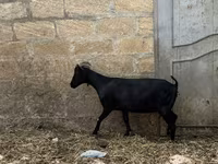 Коза, Murcia-Granada goats — фото 4