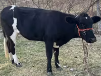 Kuh, Latvian Blue cattle — Foto 2
