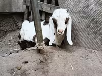 公山羊, Nubian Goat — 照片 8