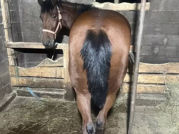 Caballo, New Altai Horse