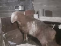 Widder, Hissar sheep — Foto 1