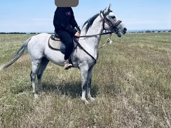 حصان, Thoroughbred horse