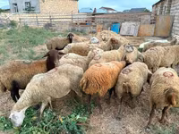 نعجة, Apsheron sheep — الصورة 3