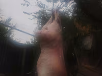 Қошқар, Қойлар — 3-сурет