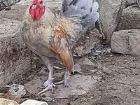 Chickens — फ़ोटो 3