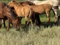 حصان, Kazakh horse — الصورة 5