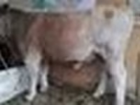 Bulle, Simmental cattle — Foto 7