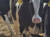 Bulle, Russian Black pied cattle — Foto 1