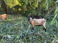 Billy Goat, Goats — photo 2