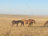 घोड़ी, Kazakh horse — फ़ोटो 1