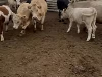 Kuh, Simmental cattle — Foto 3