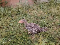 Chickens — Foto 4