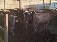 公牛, Simmental cattle — 照片 1