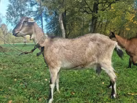 Dişi keçi, Alpine goat — foto 1