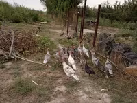 Turkeys — 1-сурет