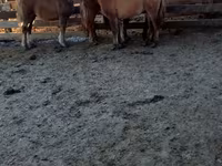 Caballo, Caballos — foto 6
