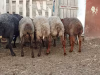 公羊, Sheep — 照片 2