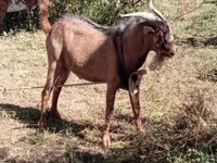 Keçilər (partiya, cinsi göstərilməyib), Beetal goats — foto 3