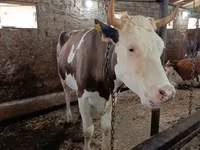 Kuh, Simmental cattle — Foto 5