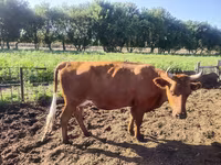 Kuh, Simmental cattle — Foto 4