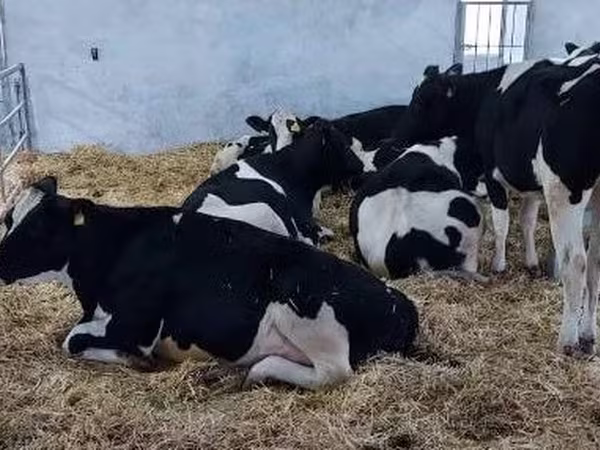 Kuh, Holstein-Rasse