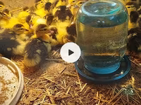 Ducks — الصورة 1