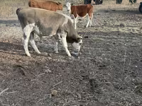 Bulle, Holstein-Rasse — Foto 4
