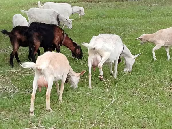 Ziege, Saanen goat
