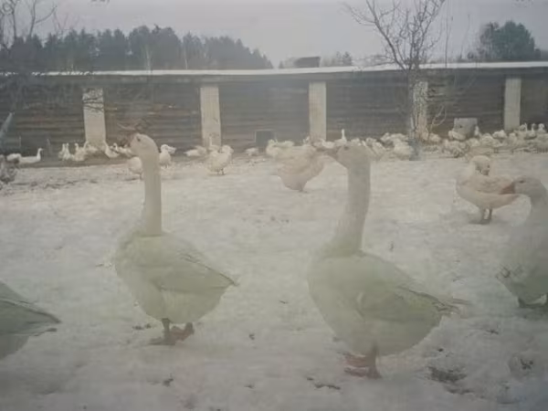 Geese