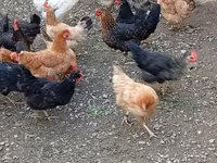 Chickens — foto 4