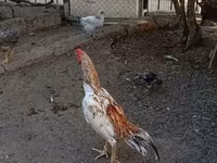 Chickens — Foto 6