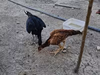 Chickens — Foto 4