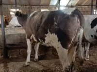 Kuh, Simmental cattle — Foto 2
