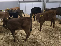 Cow, Simmental cattle — photo 2