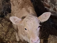 Kuh, Charolais cattle — Foto 1