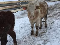 Cow, Cattle — photo 5