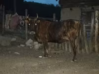 Bull, Cattle — photo 1