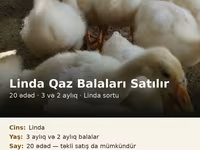 Linda — foto 2