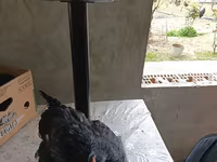 Australorp — Foto 1