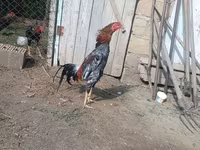 Malay döyüşçü — foto 3