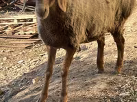 Қой, Arashan sheep — 6-сурет