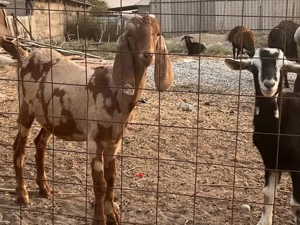 Козел, Beetal goats