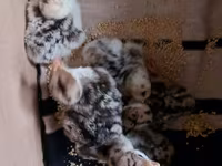 Turkeys — photo 2