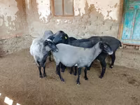 भेड़, Romanov sheep — फ़ोटो 2