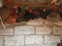 Chickens — foto 1
